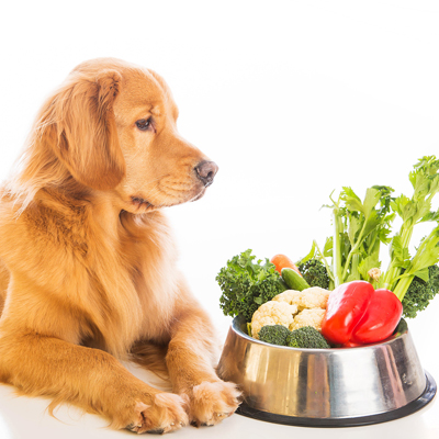 Alimentação Natural para Cães