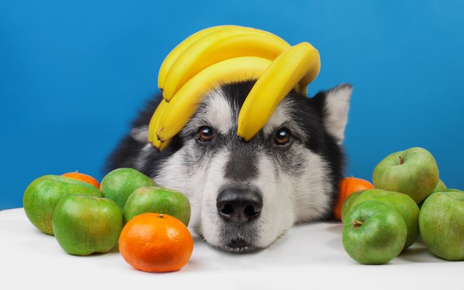 Frutas que o cachorro pode comer.