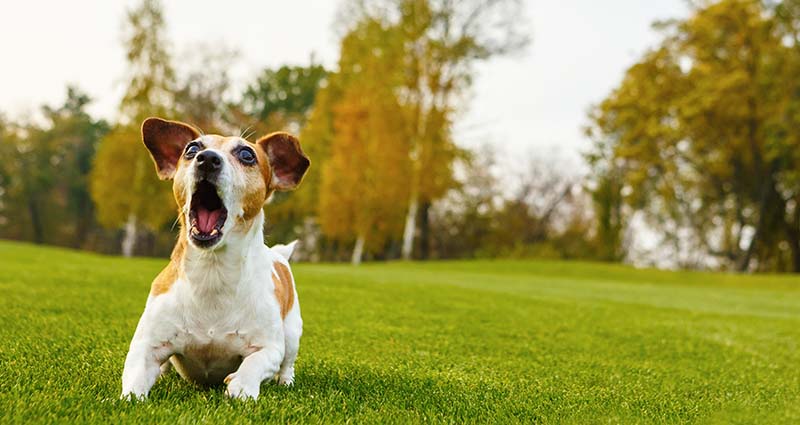 Como fazer o cachorro parar de latir? Veja aqui na Dogueslove algumas dicas.