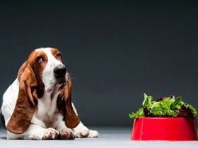 Alimentação Natural Para Cães 3 - Alimentação Natural para Cães: Vale a pena?