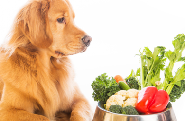 Alimentação Natural para Cães: Vale a pena?