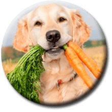 Alimentação Natural para Cães (AN).