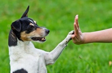 Como Adestrar um Cão – Dicas Básicas