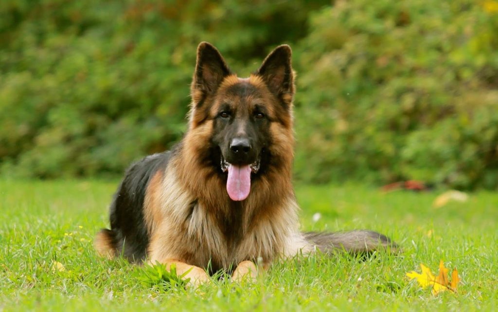 Cão Policial: Pastor Alemão