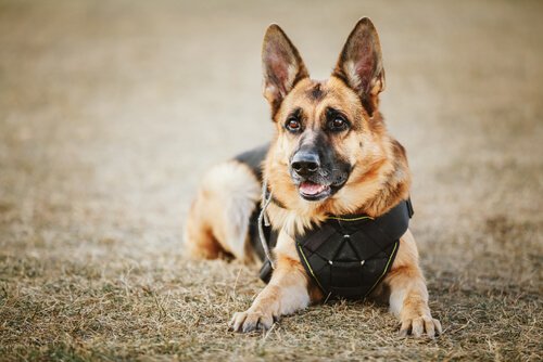 Cão Policial, sempre imponente.