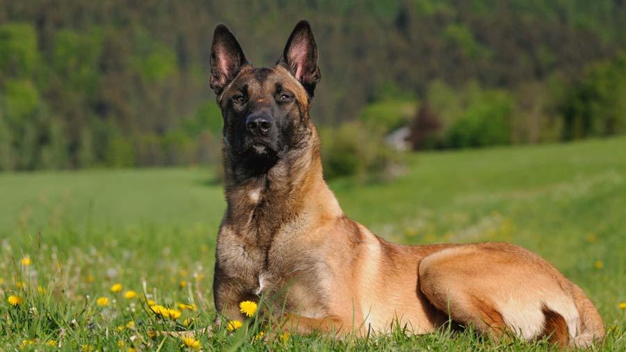 Cão Policial: Pastor Belga de Malinois