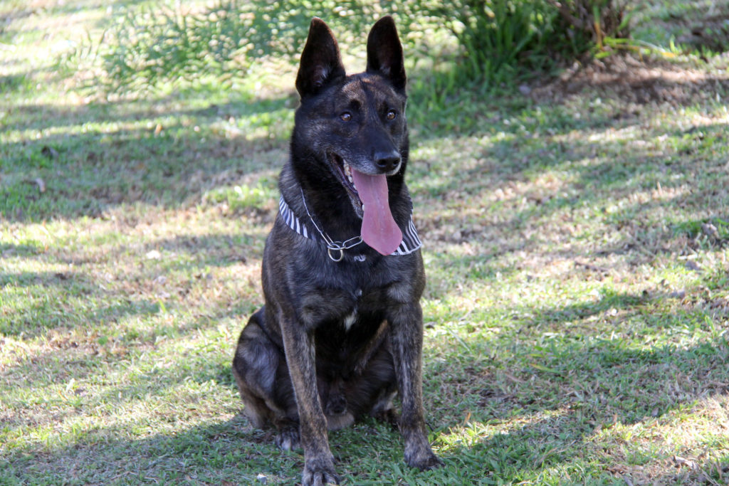 Cão Policial: Pastor Holandês