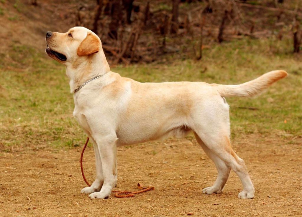 Cão Policial: Labrador Retriever