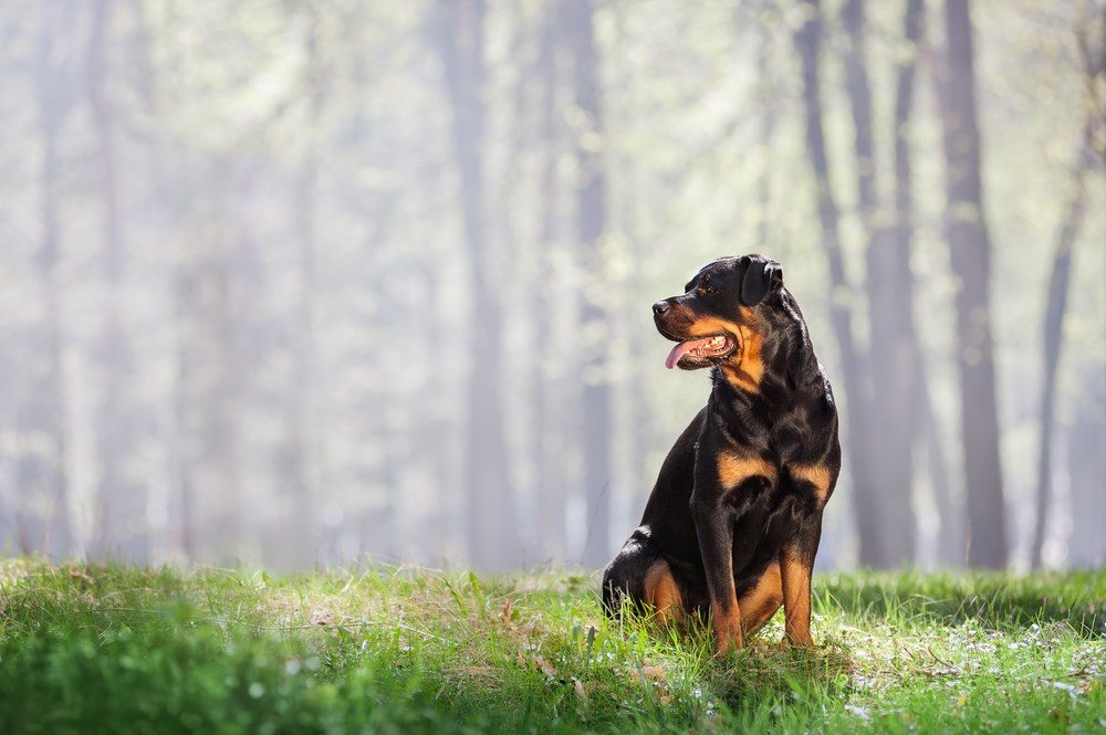 Cão Policial: Rottweiler