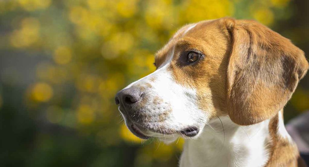 Cão Policial: Foxhound