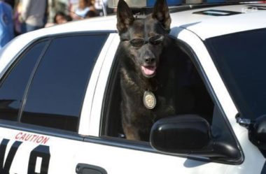 Cão Policial | As 10 MELHORES RAÇAS