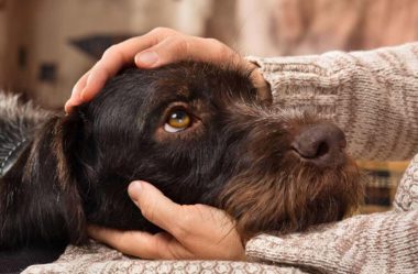 PULGAS em Cachorros | Como ELIMINAR