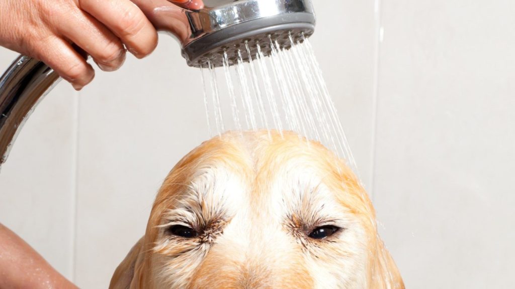 Como cuidar de um cachorro: Banho.