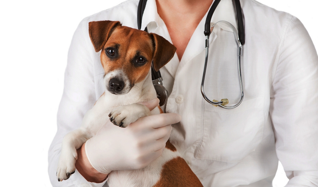  Como Cuidar de um Cachorro: Cuidados Veterinários