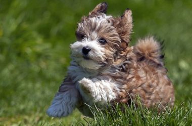 Cachorros de PEQUENO PORTE | Conheça 5 RAÇAS
