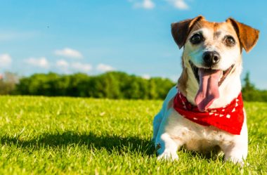 CUIDADOS ESSENCIAIS com seu CACHORRO