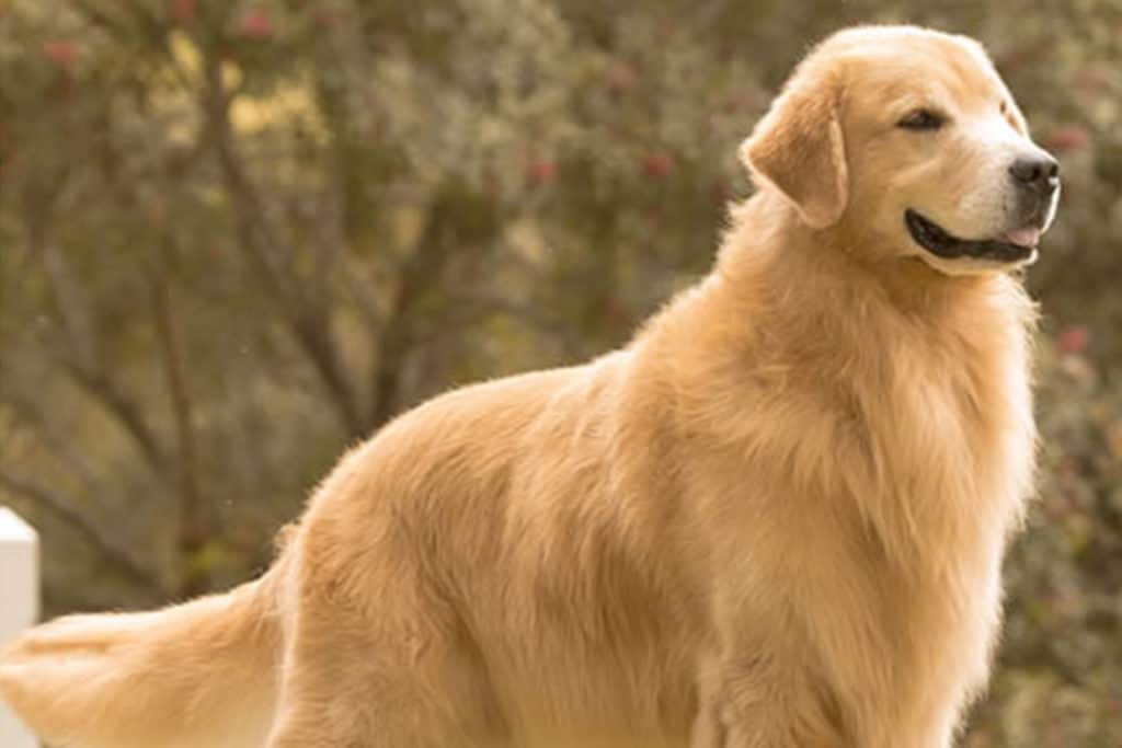 Inteligência Canina: Golden Retriever.