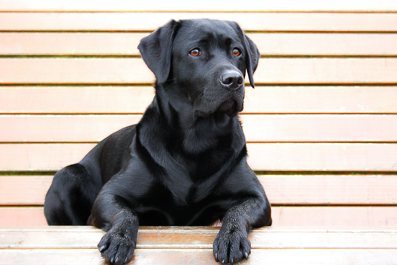 Inteligência Canina: Labrador Retriever.