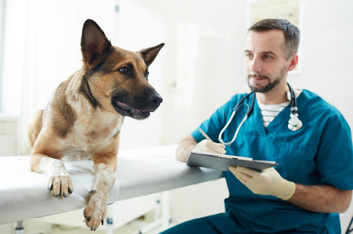 Vacinas cães adultos.