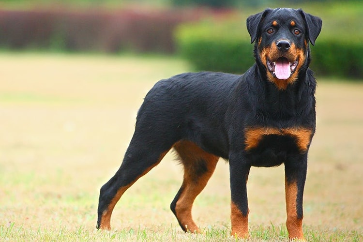 Raça de cachorro mais inteligente: Rottweiler