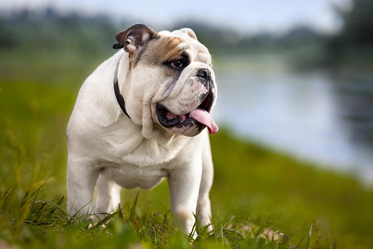 cachorros de médio porte 4 - CACHORROS DE MÉDIO PORTE | Descubra as RAÇAS Mais Procuradas