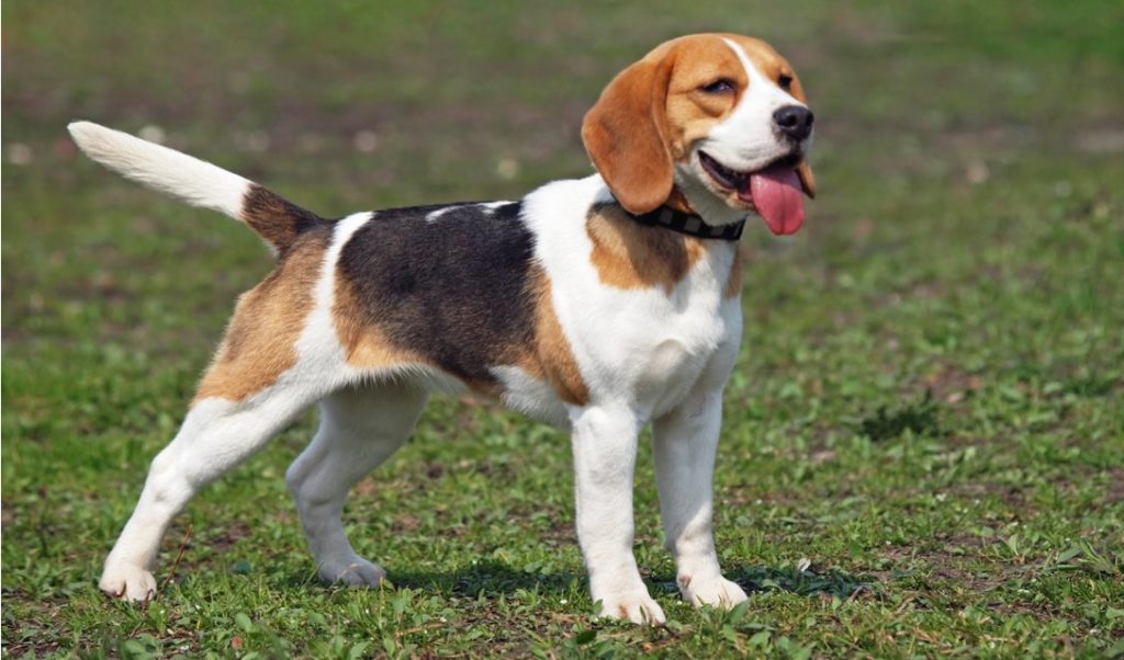 Cachorros de Médio Porte: Beagle.