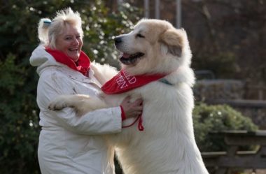 CACHORROS DE GRANDE PORTE | Conheça 5 Raças