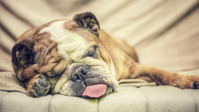 Proporcione um sono tranquilo ao seu dog.