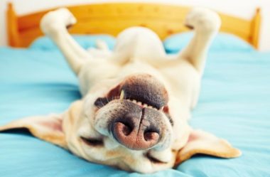 CACHORROS SONHAM? Confira e Descubra Tudo