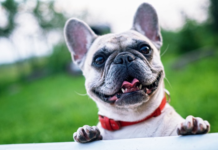 Cachorro Bagunceiro 1 - Cachorro Bagunceiro | Saiba como Educar seu PET!