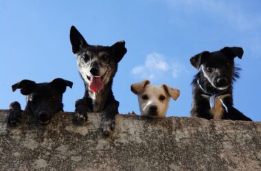 Cachorro Bagunceiro | Saiba como Educar seu PET!