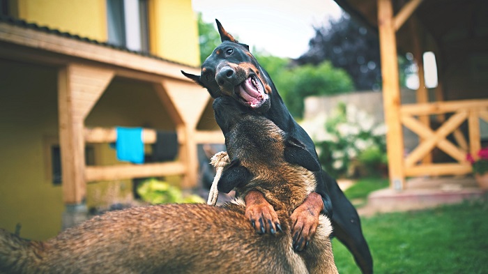 Cachorro Bagunceiro 5 1 - Cachorro Bagunceiro | Saiba como Educar seu PET!