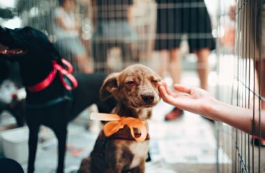 Como adotar cachorro? Saiba 6 Dicas importantes