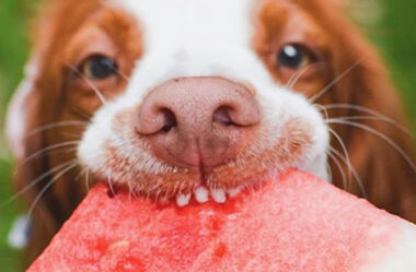 Frutas que cachorro pode comer | Confira agora a Lista