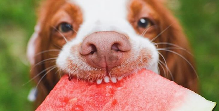 Frutas que cachorro pode comer | Confira agora a Lista