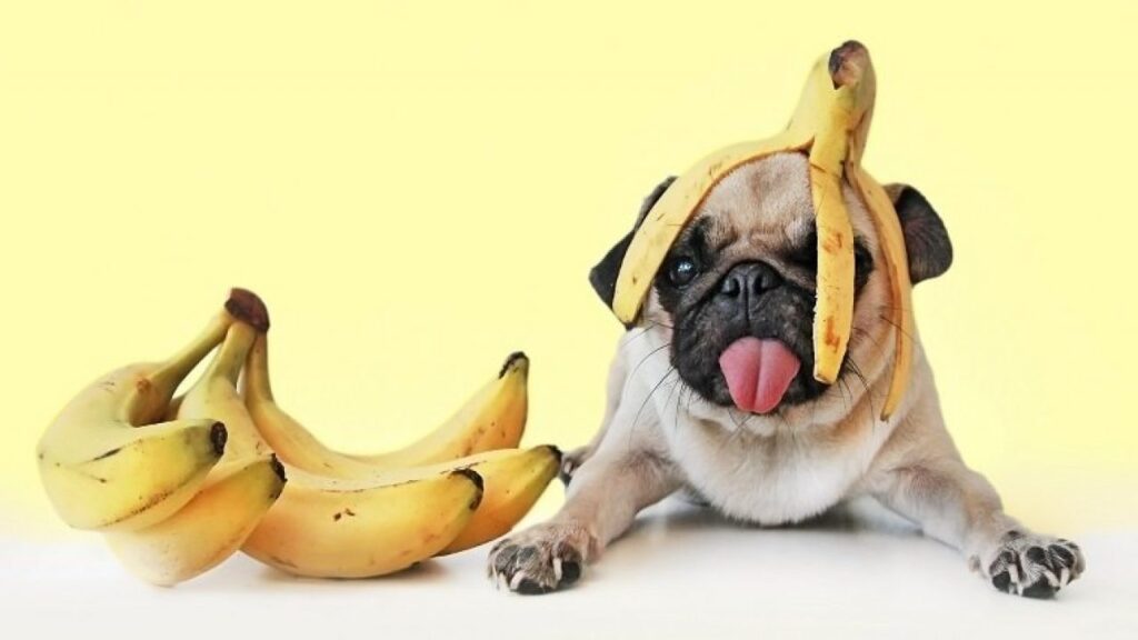 Frutas que cachorro pode comer.